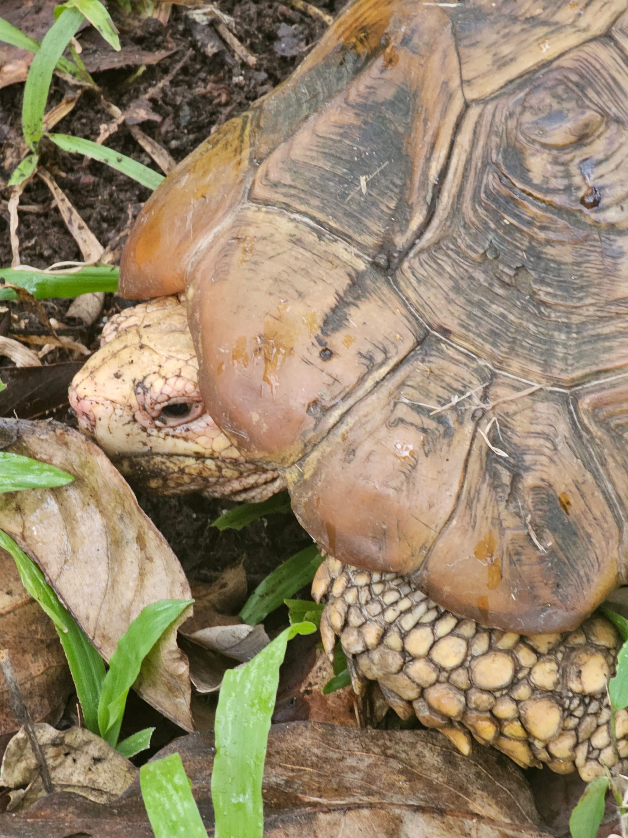 Close-up of a Travancore tortoise with its head out of its shell