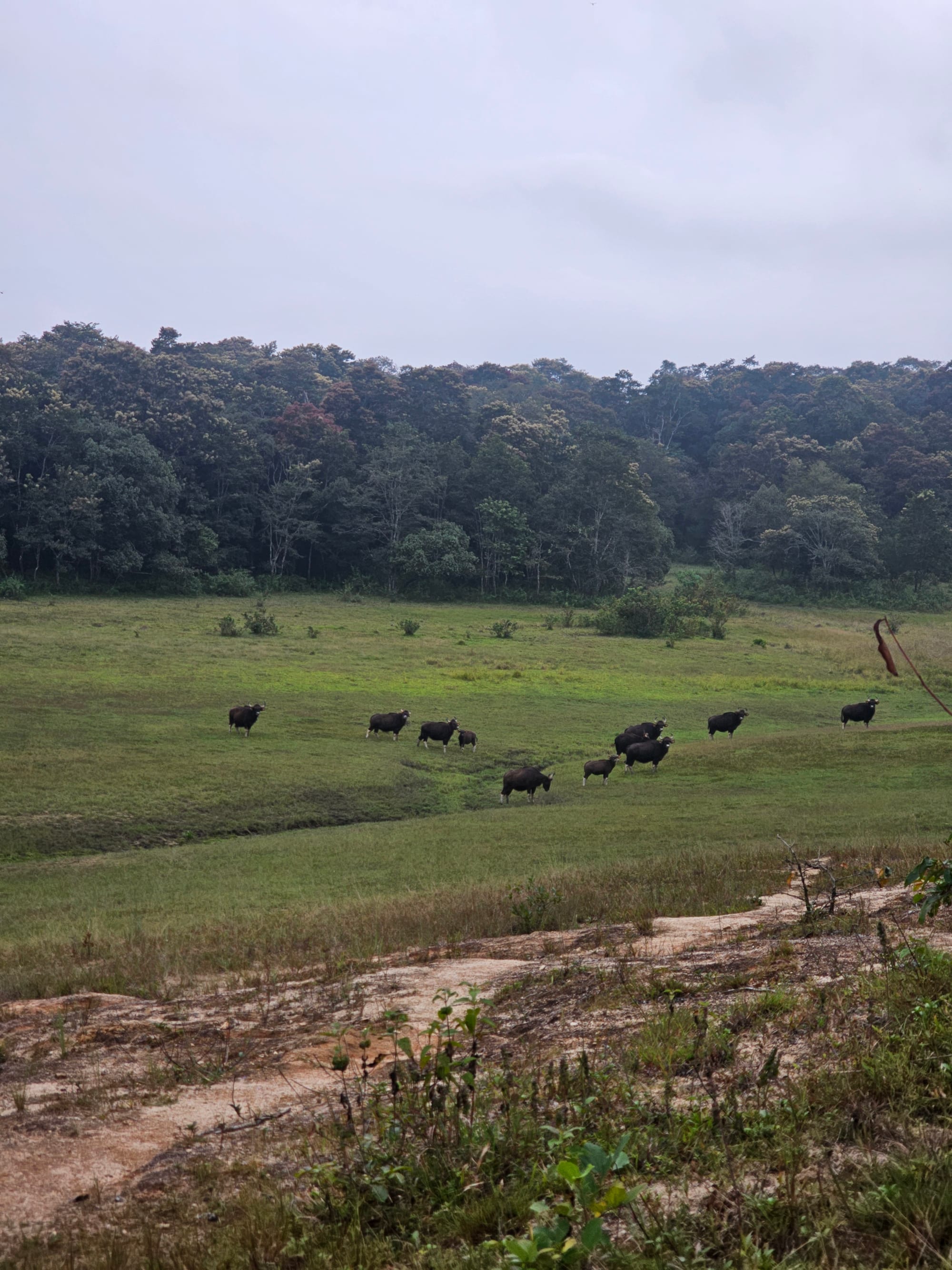 A herd of gaur running across a grassy plain