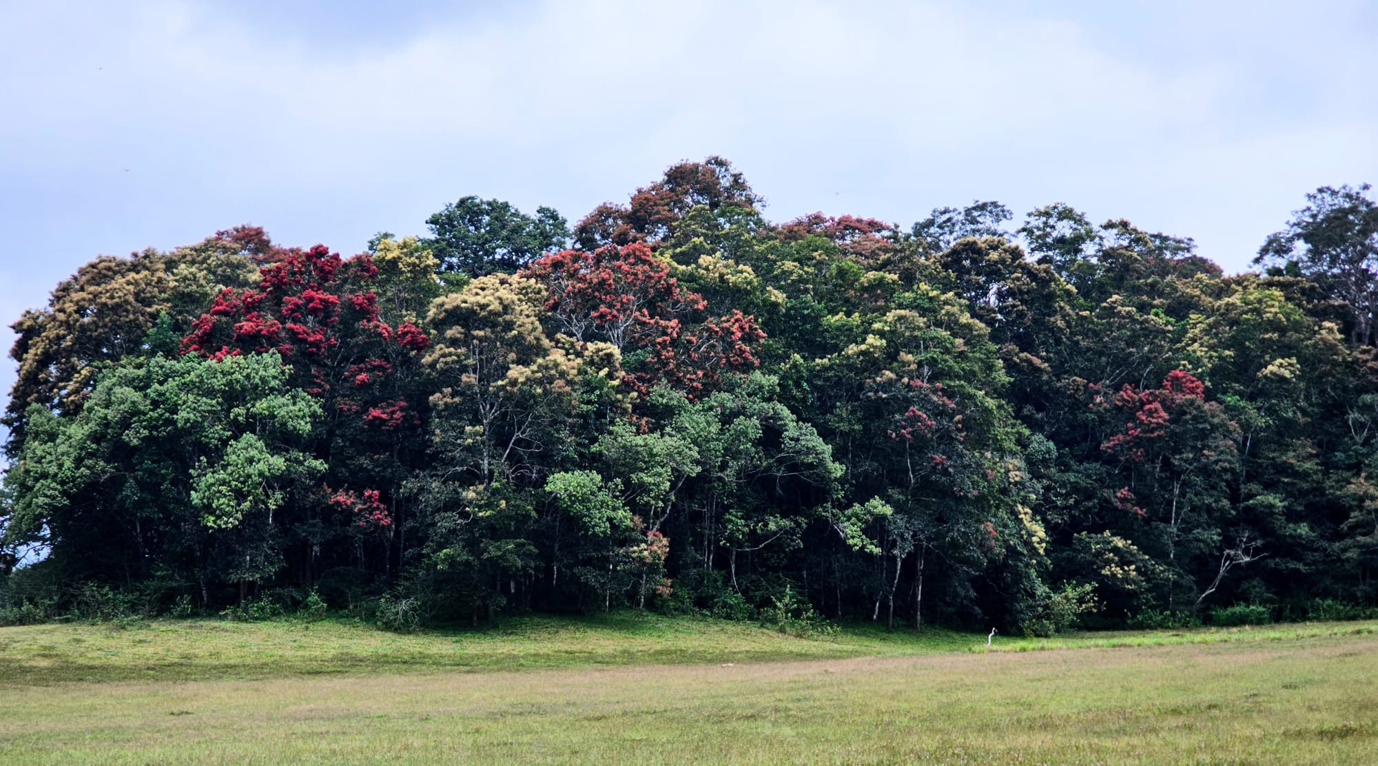 Grassland between two banks of flowering trees in Periyar