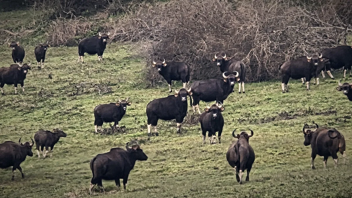 A herd of gaur in a grassy clearing in Periyar, most of them staring at the camera